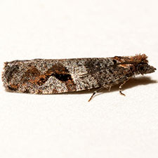 Epinotia signiferana