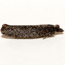 Epinotia biangulana