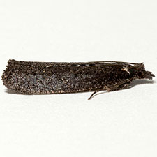 Epinotia biangulana