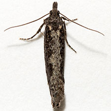 Epinotia biangulana