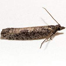 Epinotia biangulana