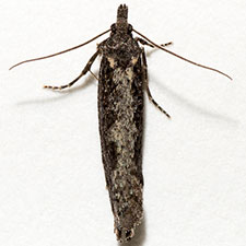 Epinotia biangulana