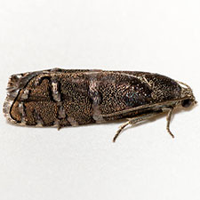 Cydia piperana