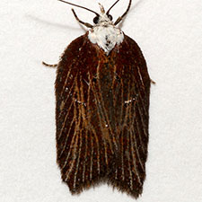 Acleris pulverosana