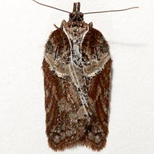 Acleris pulverosana