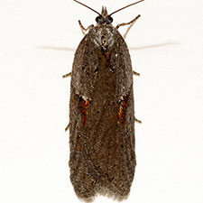 Acleris aenigmana