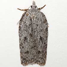 Acleris maximana