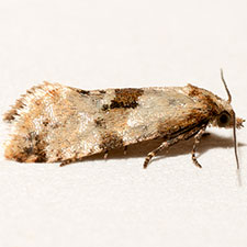 Cochylis parallelana