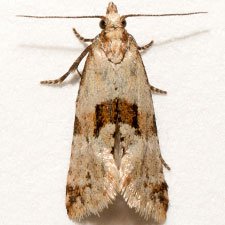 Cochylis parallelana