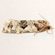 Henricus infernalis