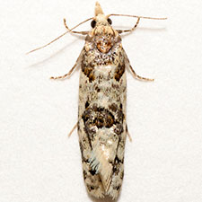 Henricus infernalis