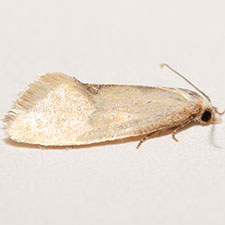 Platphalonidia aenigmana