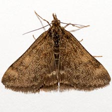 Pyrausta subsequalis