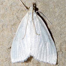 Udea vacunalis