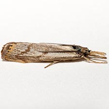 Agriphila undatus