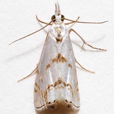 Microcrambus copelandi