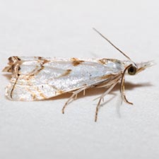 Microcrambus copelandi