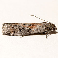 Cuniberta subtinctella