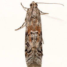 Cuniberta subtinctella