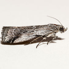 Ambesa walsinghami