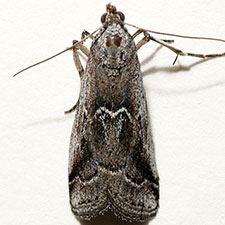 Ambesa walsinghami