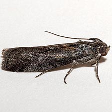 Phobus funerella