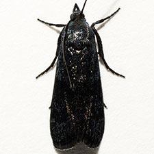 Pyla fasciella