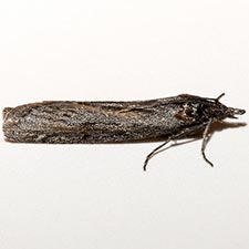 Megasis pullatella