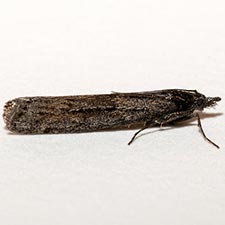 Sarata pullatella