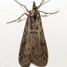 Sarata pullatella