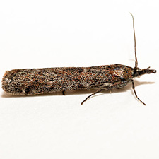 Sarata rubrithoracella