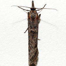 Sarata rubrithoracella