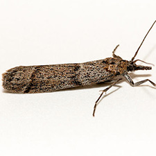 Sarata tephrella