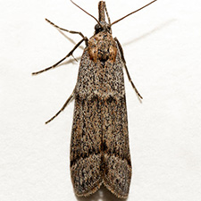 Sarata tephrella