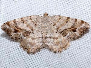 Macaria umbriferata