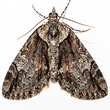 Hydriomena edenata