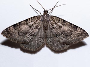 Archirhoe associata