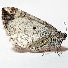 Enchoria herbicolata