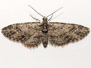 Eupithecia maestosa