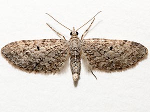 Eupithecia misturata