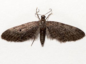 Eupithecia misturata