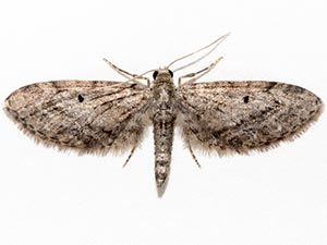 Eupithecia misturata