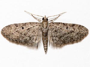 Eupithecia misturata