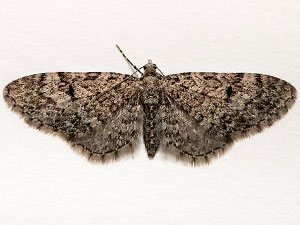 Eupithecia annulata