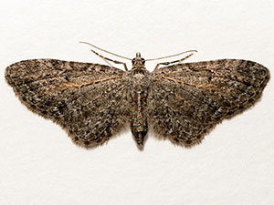 Eupithecia lachrymosa