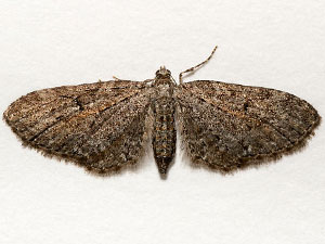 Eupithecia lachrymosa