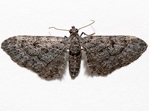 Eupithecia appendiculata