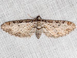 Eupithecia zelmira