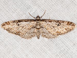 Eupithecia zelmira