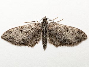 Eupithecia segregata